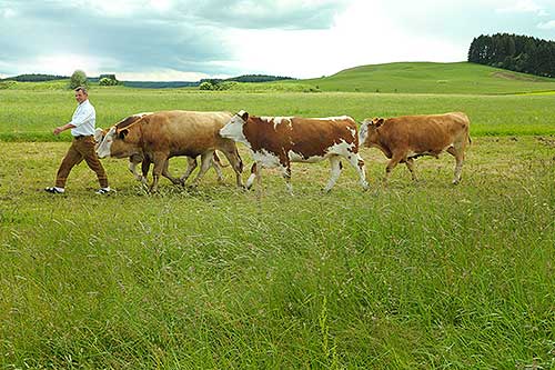 inning holzbau firmenhistorie